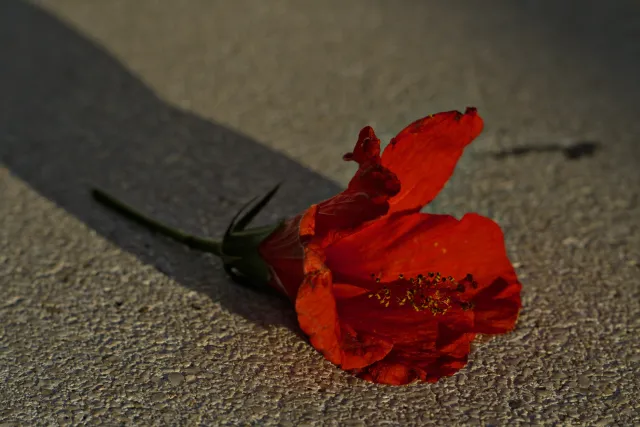 Zenith Helios-77M-4 50mm f1.8 VOMZ (M42) - 00000679.webp