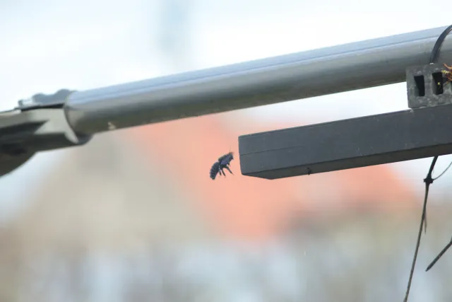 Jupiter-21M 200mm f4 (M42) - 00005652.webp