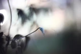 KOWA SUPER PROMINAR-16 50mm f1.2 Eiki 16mm (DIY) - 00001981.webp