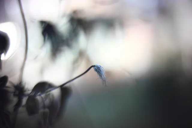 KOWA SUPER PROMINAR-16 50mm f1.2 Eiki 16mm (DIY) - 00001981.webp