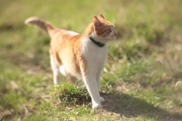 Helios 100mm f2 Mini Cyclop (M42) - z noktowizora - 00005672.webp