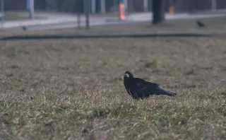 Vivitar Series 1 70-210mm f3.5 Macro Focusing (FD) - 00004744.webp