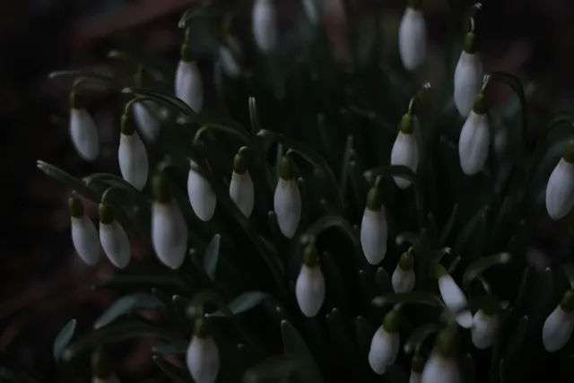 Kilfitt Makro-Kilar D f2.8 40mm (EXA) - 00004890.webp