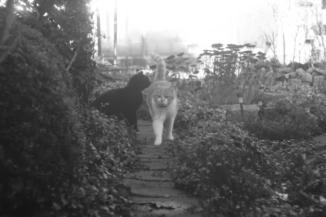 PZO Janpol Color 80mm f5.6 (M42) - 00001931.webp