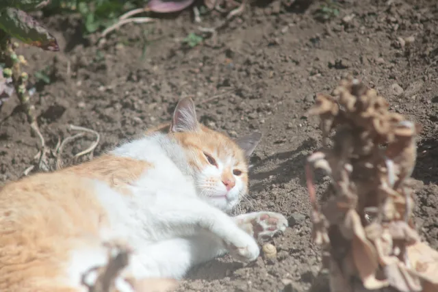 Auto Revuenon MC 200mm f3.3 (Pentax-K) - 00005741.webp