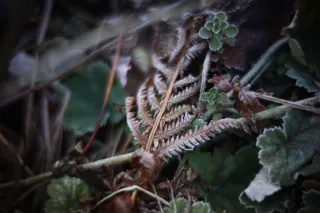 KOWA SUPER PROMINAR-16 50mm f1.2 Eiki 16mm (DIY) - 00002069.webp