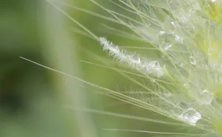 Carl Zeiss Jena DDR Pancolar Electric 50mm f1.8 (M42) - 00004551.webp