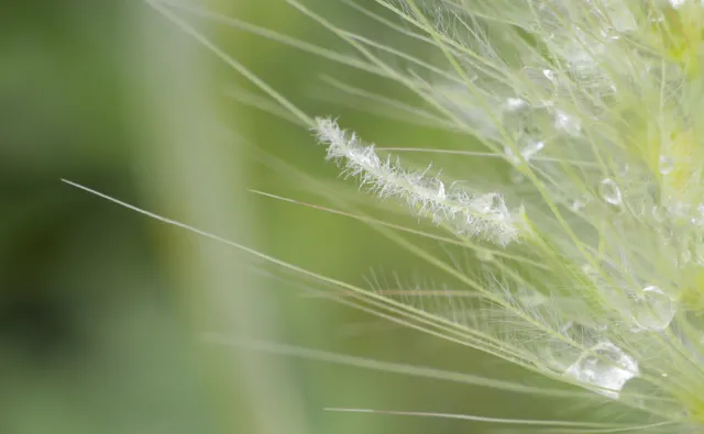 Carl Zeiss Jena DDR Pancolar Electric 50mm f1.8 (M42) - 00004551.webp