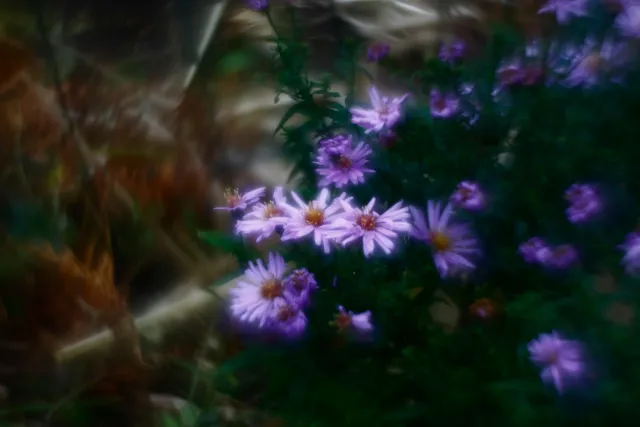 Helios 44-M-4 Petzval Mod (M42) - 00000030.webp