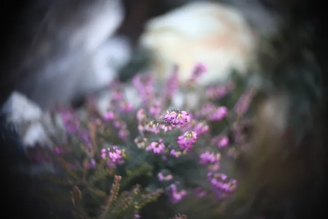 Simplex Ampro Ltd 2.5cala (63.5mm) f1.8 16mm (DIY) - 00002223.webp