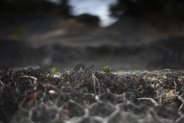 Minolta MC Rokkor-PF 55mm f1.7 (Minolta MCMD) - 00003003.webp