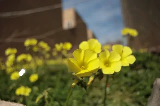 Carl Zeiss Flektogon f4 20mm (m42).md - 00003290.webp