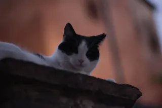 Osawa 135mm f2.8 (Minolta MD) - 00002773.webp