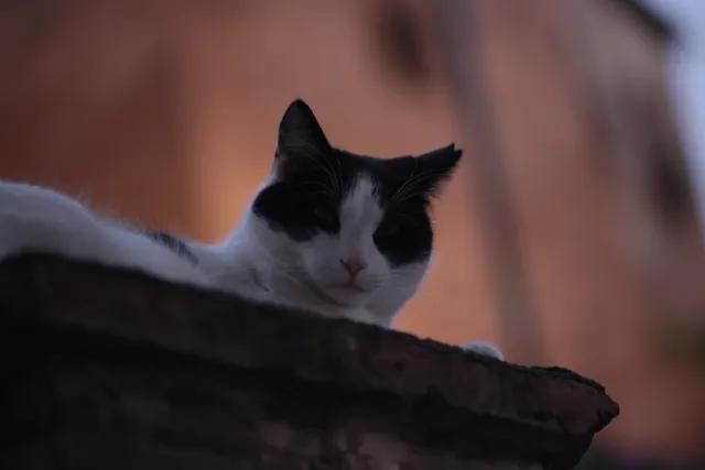 Osawa 135mm f2.8 (Minolta MD) - 00002773.webp