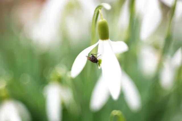 Fujinon 55mm f2.2 (M42) - 00005084.webp