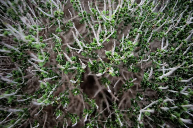 Carl Zeiss Flektogon f4 20mm (m42).md - 00004589.webp