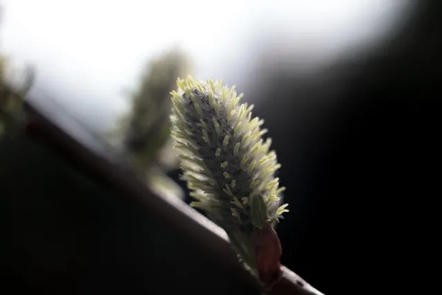 Kilfitt Makro-Kilar D f2.8 40mm (EXA) - 00005295.webp