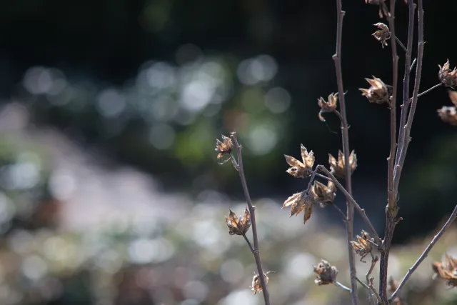 Enna München Tele-Ennalyt 240mm f4.5 (M42) - 00004952.webp