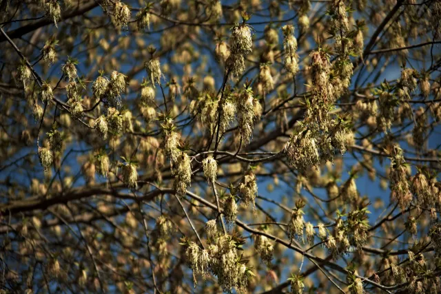 Vivitar Series 1 28-105mm f2.8-3.8 VMC Macro (Olympus OM) - 00005525.webp