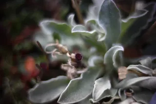 KOWA SUPER PROMINAR-16 50mm f1.2 Eiki 16mm (DIY) - 00001971.webp