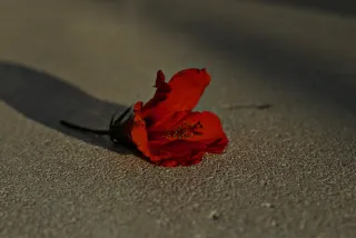 Zenith Helios-77M-4 50mm f1.8 VOMZ (M42) - 00000678.webp