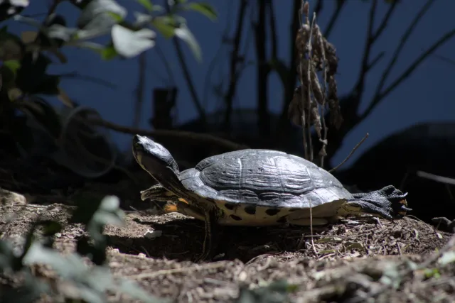 Tamron 28-300mm F3.5-6.3 (EF) - 00001100.webp