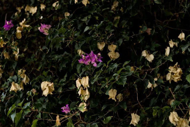 Zenith Helios-77M-4 50mm f1.8 VOMZ (M42) - 00001042.webp