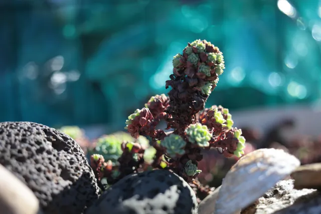 Canon Macro Lens FD 50mm f3.5 S.S.C. (FD) - 00004927.webp