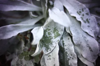 KOWA SUPER PROMINAR-16 50mm f1.2 Eiki 16mm (DIY) - 00002065.webp