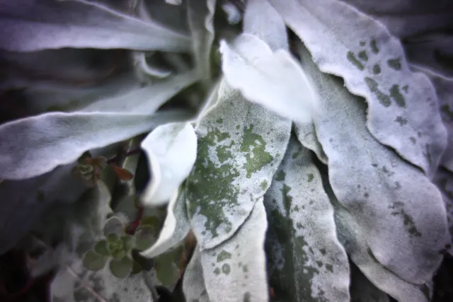 KOWA SUPER PROMINAR-16 50mm f1.2 Eiki 16mm (DIY) - 00002065.webp