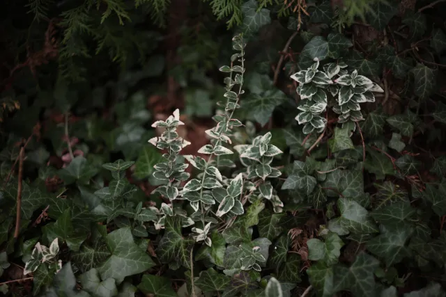 Yashica Lens DSB 55mm f2 (CY) - 00005220.webp