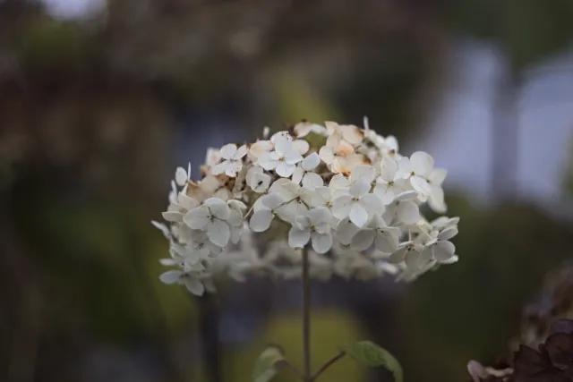 Jena Biotar 58mm f2.0 (wczesny, ~1953) (M42) - 00002456.webp