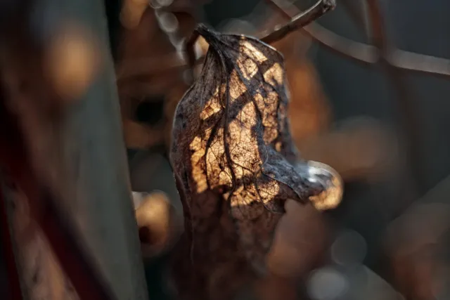 Kilfitt Makro-Kilar D f2.8 40mm (EXA) - 00005299.webp