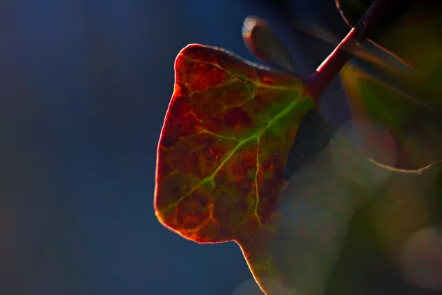 Canon Macro Lens FD 50mm f3.5 S.S.C. (FD) - 00004933.webp