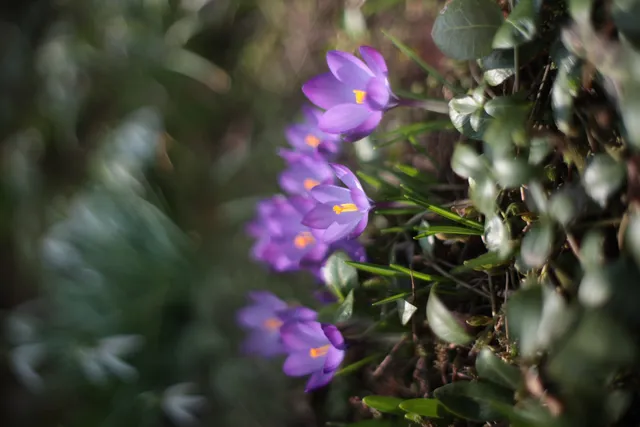 Minolta Rokkor 50mm f1.4 (Minolta MD) - 00005246.webp