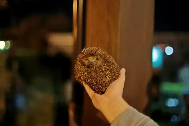 Canon FD 50mm f1.4 SSC (FD) - 00005557.webp