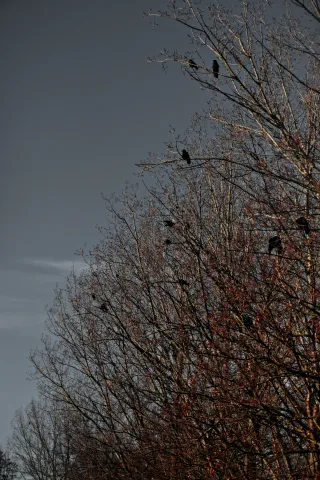 Vivitar Series 1 70-210mm f3.5 Macro Focusing (FD) - 00004745.webp