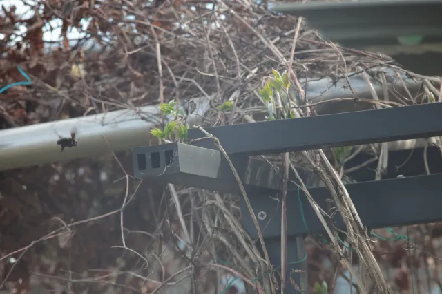 Jupiter-21M 200mm f4 (M42) - 00005655.webp