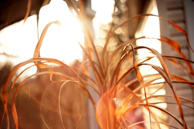 Yashica Lens ML 50mm f1.9 (CY) - 00005381.webp