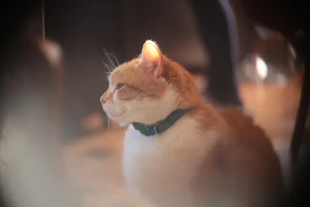 Simplex Ampro Ltd 2.5cala (63.5mm) f1.8 16mm (DIY) - 00002164.webp