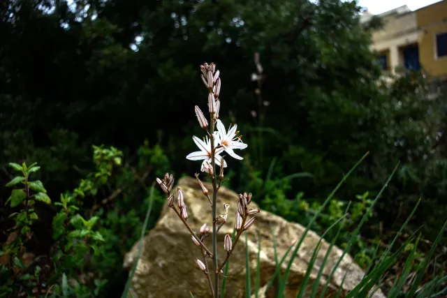 Carl Zeiss Flektogon f4 20mm (m42).md - 00004431.webp