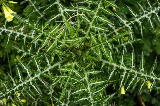 Carl Zeiss Jena DDR Pancolar Electric 50mm f1.8 (M42) - 00004467.webp