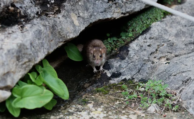 Minolta MC Rokkor-PF 55mm f1.7 (Minolta MCMD) - 00002994.webp