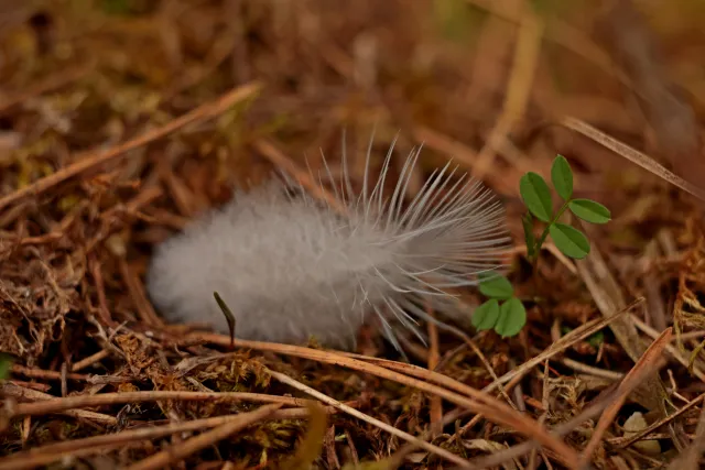 Kilfitt Makro-Kilar D f2.8 40mm (EXA) - 00005330.webp