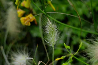 Carl Zeiss Jena DDR Pancolar Electric 50mm f1.8 (M42) - 00004549.webp