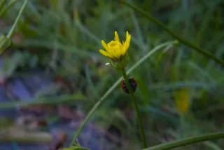 Meritar  Triplet 45mm f2.8 Makro Swirly Kwadrat Bokeh (EF) - 00002471.webp
