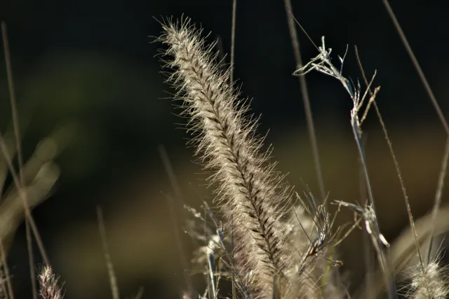 Tamron 28-300mm F3.5-6.3 (EF) - 00000797.webp