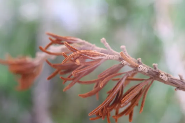 Carl Zeiss Jena DDR Pancolar Electric 50mm f1.8 (M42) - 00004074.webp