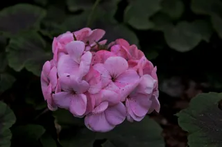 Tamron 28-300mm F3.5-6.3 (EF) - 00004188.webp