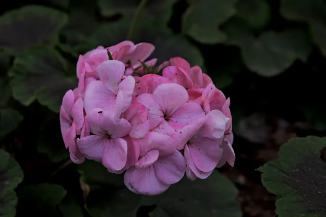 Tamron 28-300mm F3.5-6.3 (EF) - 00004188.webp